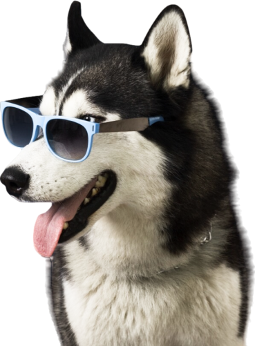 Cachorro de óculos