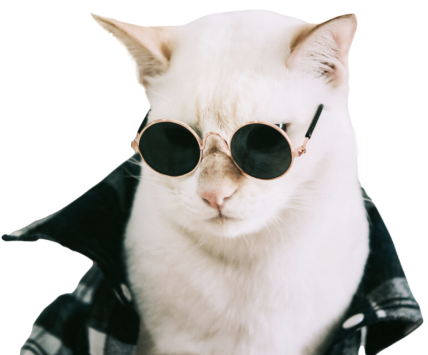 Gato de óculos